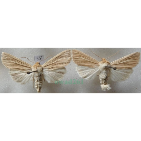 Mythimna pallens (Linnaeus, 1758) pair Mokradlica blednica Czech55j
